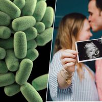 Si queremos aumentar la fertilidad de los humanos, los ratones tienen algo que contarnos: transplantes fecales 