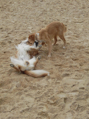 Wiko Darkfull photo examples