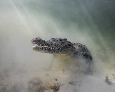 Portrait Christina Barringer Croc In The