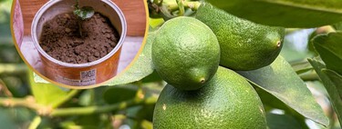 3 sencillos pasos para cultivar un limonero con una semilla: ideal para espacios pequeños