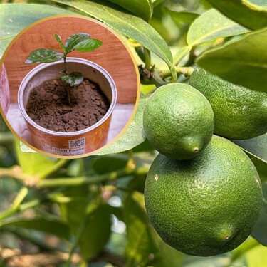 3 sencillos pasos para cultivar limones en tu casa: ideal para espacios pequeños 