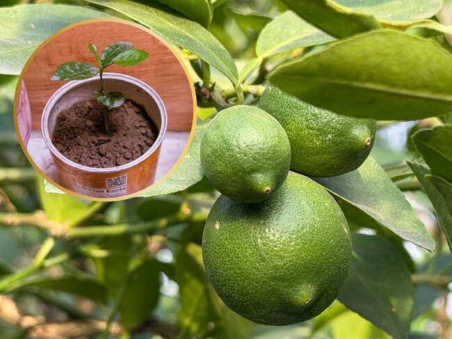 3 sencillos pasos para cultivar un limonero con una semilla ideal para espacios pequeños