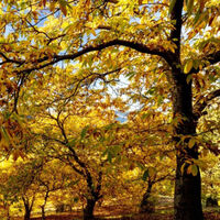 El Bosque de Cobre, un impresionante castañar en Málaga cuyo nombre no es solo una metáfora 