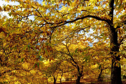Bosque Cobre