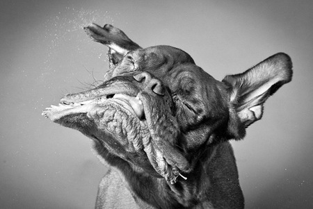Carli Davidson, retratando animales