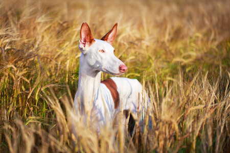 podenco