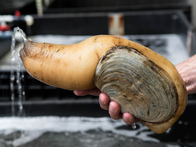 Geoduck2