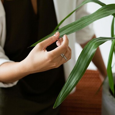 Si tus plantas están pochas por culpa de la calefacción, así puedes recuperarlas para conseguir que lleguen a primavera