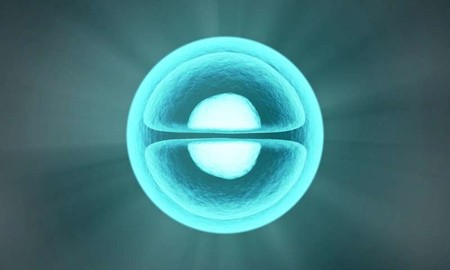 Se descubren nuevas células madre que pueden generar hueso nuevo