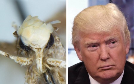 Donald Trump ya es una polilla (por su parecido con su peinado)