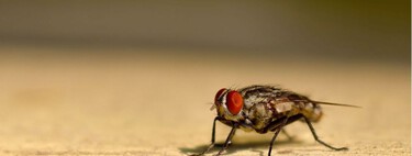 El método más eficaz para evitar que las moscas entren en casa este verano