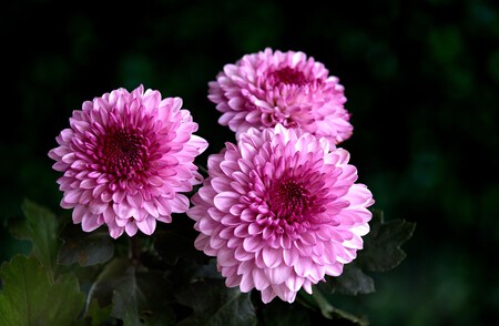 Chrysanthemum 6488438 1280