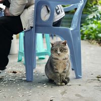 Quando você levanta, seu gato senta imediatamente no lugar? Saiba que isso tem um motivo — e pode ser afeto 