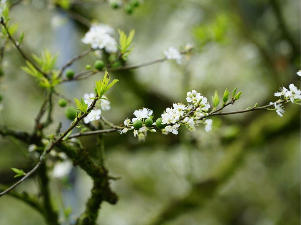 El árbol frutal que puedes plantar en septiembre: resiste la sequía, da ciruelas en verano y sus raíces no suelen levantar el pavimento