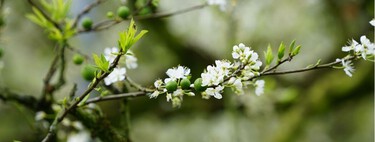 El árbol frutal que deberías plantar en septiembre: resiste la sequía, da ciruelas en verano y sus raíces no levantan el pavimento