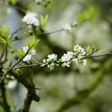 El árbol frutal que puedes plantar en septiembre: resiste la sequía, da ciruelas en verano y sus raíces no suelen levantar el pavimento 