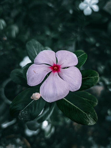 Pexels Md Musfiqur Rahman 288172761 29114542