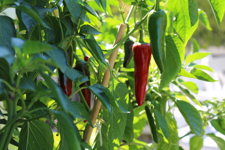 Red Chili Plant Chili Pepper Bell Peppers And Chili Peppers Tabasco Pepper Cayenne Pepper 1460809 Pxhere Com