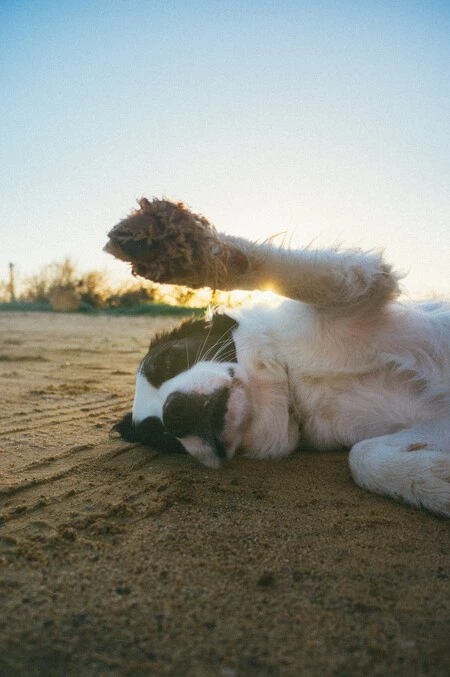 heat wave walks dog pads