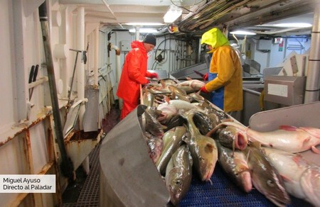 Pesca Skrei 2