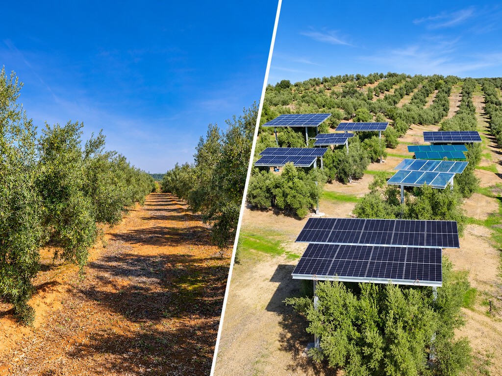 En Jaén apuestan por la olivoltaica: llenar un olivar de placas solares sin cortar un solo árbol. El secreto está a cuatro metros de altura 