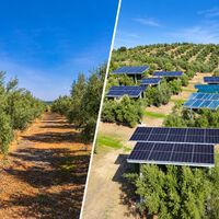 En Jaén apuestan por la olivoltaica: llenar un olivar de placas solares sin cortar un solo árbol. El secreto está a cuatro metros de altura 