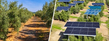 Aceitunas por abajo, electricidad por arriba: la olivoltaica llega a Jaén sin tener que cortar un solo árbol