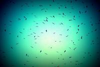 Buscar trabajo por Twitter