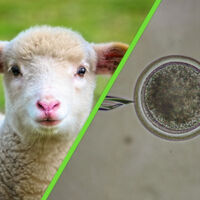 La UAM consigue clonar al primer borrego de México tras más de una década de trabajo científico 