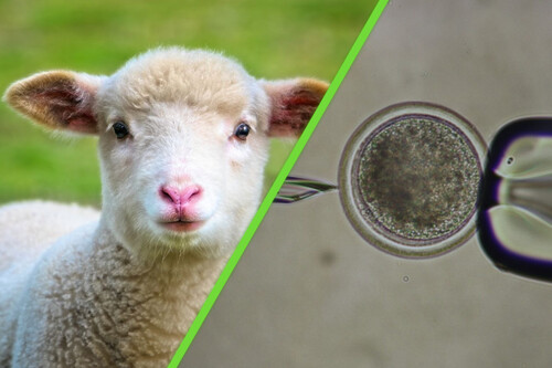 La UAM consigue el primer borrego clonado del país tras más de una década de trabajo científico