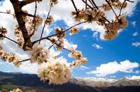 Llega la primavera al valle del Jerte