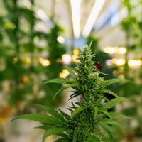 Esqueça a soja: uma planta proibida é o mais novo tesouro que vai transformar o Brasil no maior produtor do mundo 