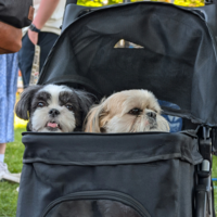 Creíamos que las mascotas estaban sustituyendo a los hijos. Un estudio sugiere justo lo contrario