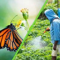 El uso de pesticidas en EE. UU. y Canadá está acabando con las mariposas monarca: México pide detener el envenenamiento 