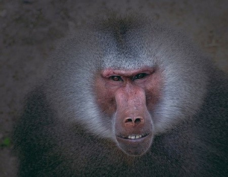 Ya se puede participar en la XXI convocatoria del concurso de fotografía de Zoo Aquarium de Madrid