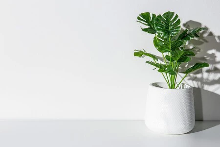 Tres plantas de interior a las que les gusta mucho el clima cálido y húmedo del verano y son fáciles de cuidar