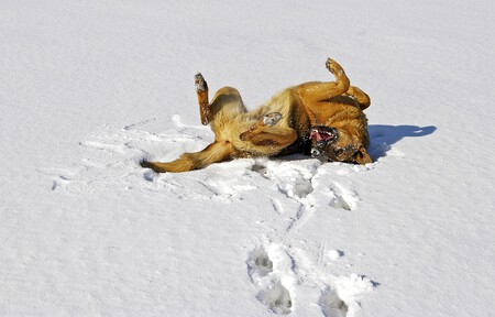 Actividades Perro Nieve