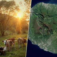 Em 1871, um fazendeiro abandonou cinco vacas numa ilha remota: contra todas as expectativas, elas colonizaram a ilha 