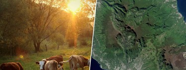 Em 1871, um fazendeiro abandonou cinco vacas numa ilha remota: contra todas as expectativas, elas colonizaram a ilha 