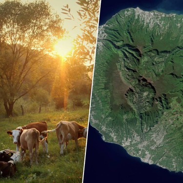 Em 1871, um fazendeiro abandonou cinco vacas numa ilha remota: contra todas as expectativas, elas colonizaram a ilha 