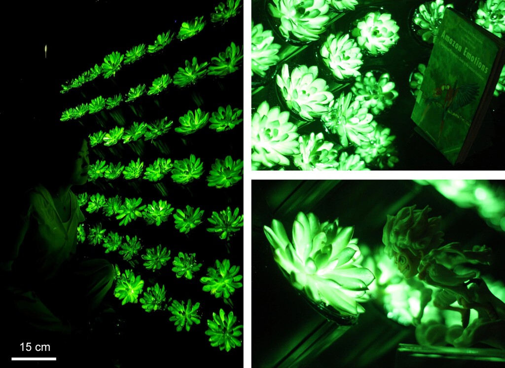 Parece imposible, pero estos científicos han inventado plantas que brillan en la oscuridad para no necesitar bombillas eléctricas  