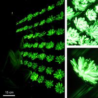 Parece imposible, pero estos científicos han inventado plantas que brillan en la oscuridad para no necesitar bombillas eléctricas  