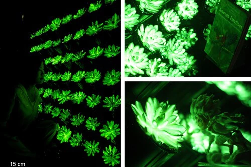 Plantas Bioluminiscentes