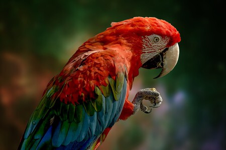 Loro Rojo