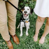 Perros y gatos dejan de ser objetos en CDMX: ahora serán reconocidos como familia y un juez podrá intervenir en su custodia