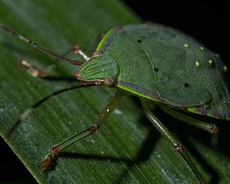 Pexels Billsalazar 18478477