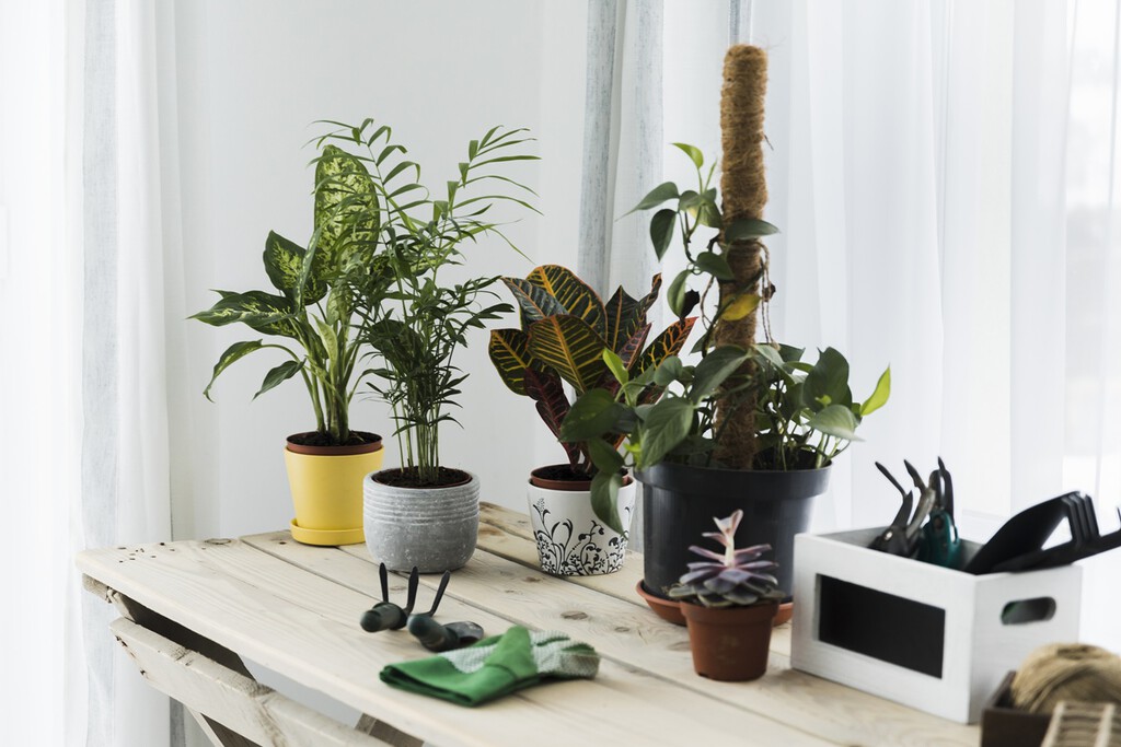 Cuatro plantas de interior que las personas con casas que huelen mal usan para perfumarlas de forma natural