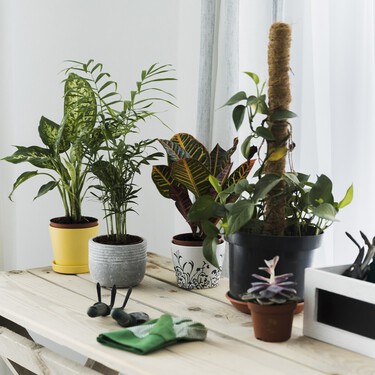 Cuatro plantas de interior que las personas con casas que huelen mal usan para perfumarlas de forma natural
