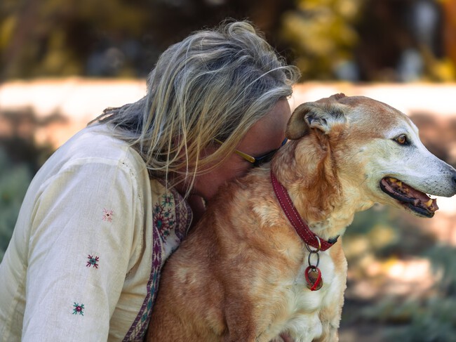 Perro Humano