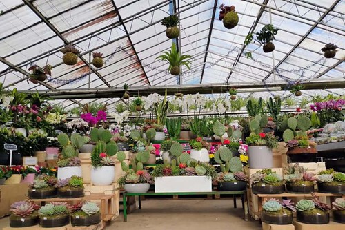 Centro De Cactus Y Succulentas Centros Cactus Succulentas Interior Exterior Vivero Viveroshangai Madrid